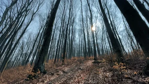 Early spring forest. Stockbeeldmateriaal 151649524