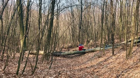 Early spring forest. Stockbeeldmateriaal 151649527