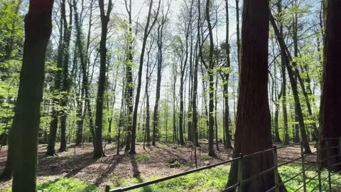 Early Spring Forest Stock Footage 153465975
