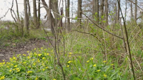 Early spring in a forest Stock Footage 280286200