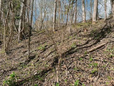 Early Spring Forest Hillside with Bare Trees and Fresh Green Growth Stock Photos