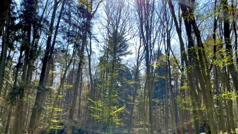Early spring forest in morning light Stock Footage 186728806