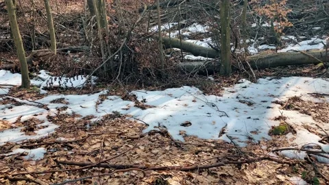 Early spring forest. Part of snow. Stockbeeldmateriaal 151649500