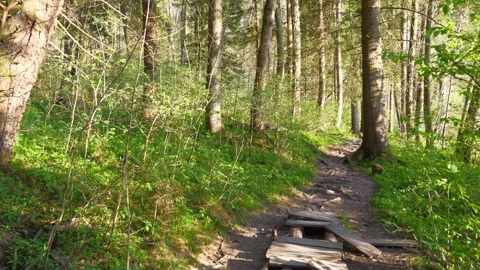 Early Spring Forest Path in Bavaria Covered with Fallen Leaves and Surrounded Stock Footage 309021219
