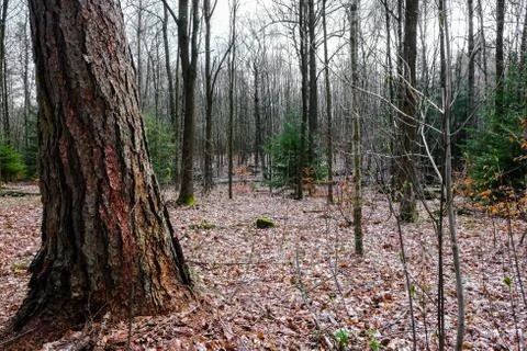 Early spring forest Stock Photos