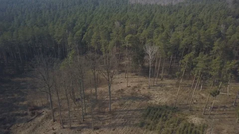 Early spring forest in Poland. Aerial video. 库存影片 127383480