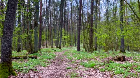 Early spring forest in Poland. Path in forest. Stock Footage 241395977