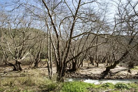 Early Spring Forest River Landscape Stock Photos