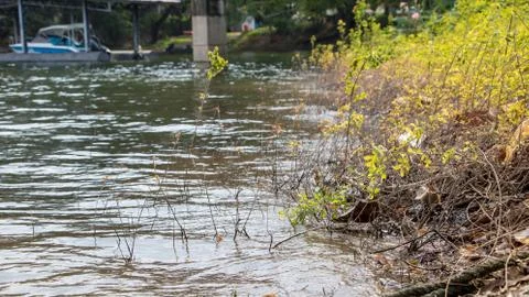 Early spring forest with small stream landscape Stock Photos