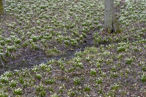 Early spring forest with spring snowflake, Vysocina, Czech Repubic Foto stock