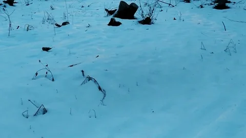 Early spring in the forest at sunset, Stock Footage 87402503