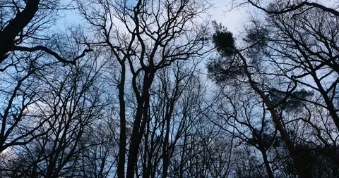 Early Spring Forest in Wkrzańska Forest, Szczecin, Poland Stock Footage 345170714