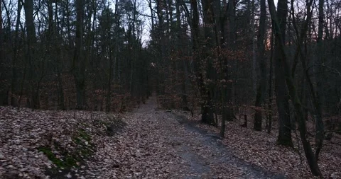 Early Spring Forest in Wkrzańska Forest, Szczecin, Poland Stock-Footage 345282456