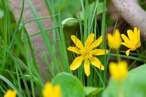 Early spring in the forest.First spring yellow flowers in the forest. Stock Photos