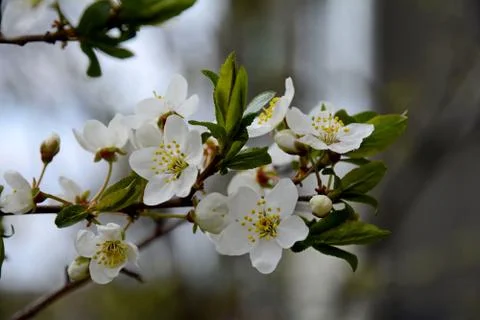 Early spring in the garden. Common cherry. The buds of homemade cherry were o Stock Photos