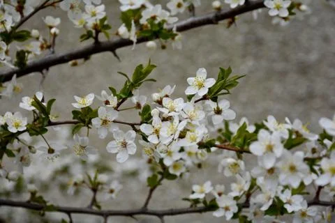 Early spring in the garden. Common cherry. The buds of homemade cherry were o Stock Photos