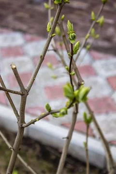 Early spring in the garden, young leaflets bloom on tree branches Stock Photos