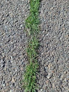 Early spring grass breaks through the asphalt on the road Фото