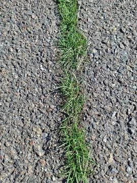 Early spring grass breaks through the asphalt on the road 写真素材