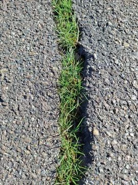 Early spring grass breaks through the asphalt on the road 写真素材