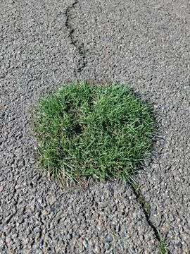 Early spring green grass breaks through the asphalt 写真素材