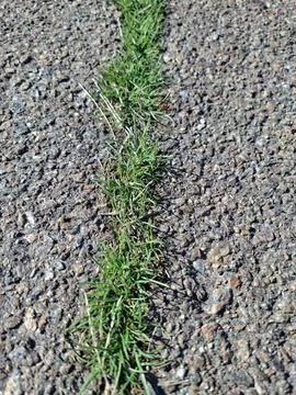Early spring green grass breaks through the asphalt Stock Photos