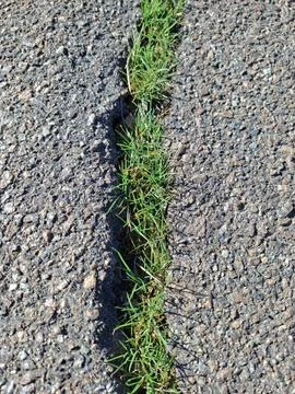 Early spring green grass breaks through the asphalt 写真素材