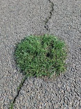 Early spring green grass breaks through the asphalt 写真素材
