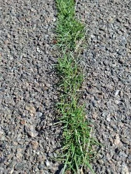 Early spring green grass breaks through the asphalt on the road 写真素材