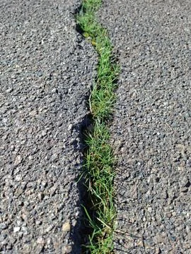 Early spring green grass is pushing through a crack in the asphalt 写真素材