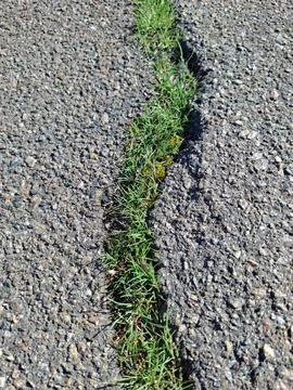 Early spring green grass is pushing through a crack in asphalt 写真素材