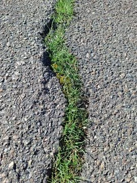 Early spring green grass is pushing through a crack in asphalt 写真素材