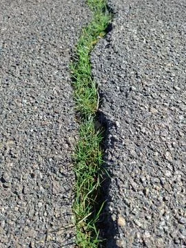 Early spring green grass is pushing through crack in the asphalt 写真素材