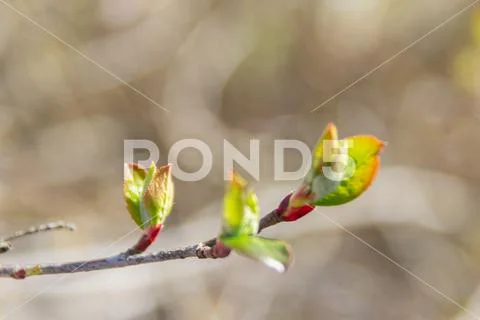 In early spring, the green leaves on the trees bloom from ripe buds Stock Photos