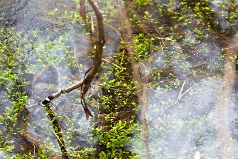 Early Spring Greenery Reflected in Clear Water of a Canadian Swamp Stock Photos
