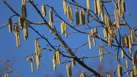 Early spring hazel catkins on blue sky 스톡 동영상 75616480