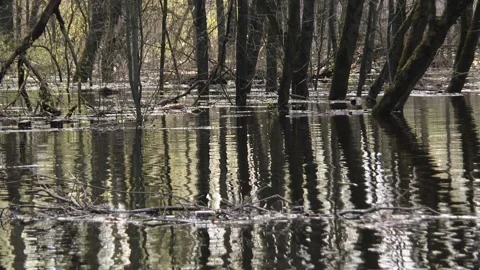 Early spring, high water. Stock-Footage 219225455