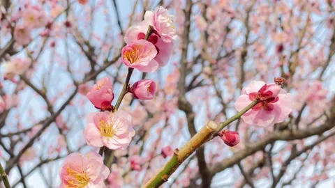 Early Spring in Japan: Plum Blossoms Stock Footage