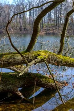 Early Spring by the Lake Stock Photos