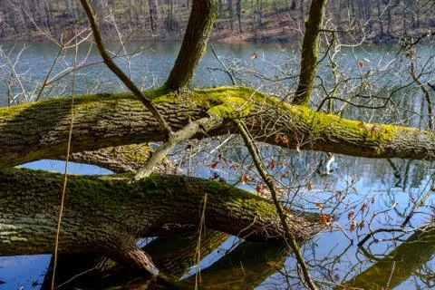 Early Spring by the Lake Stock Photos