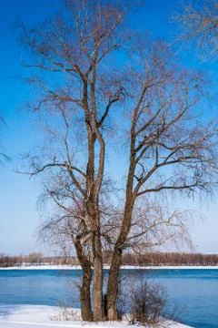 Early spring landscape on river. A tree by the river Foto stock