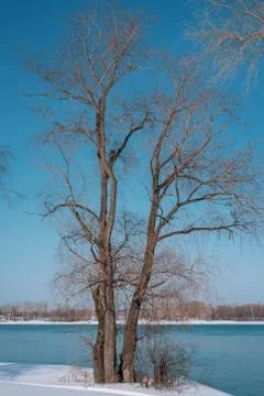Early spring landscape on river. A tree by the river Stock Photos