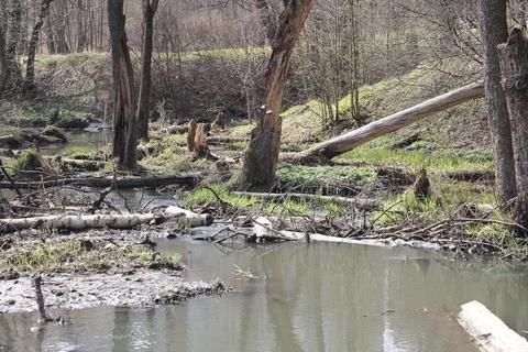 Early spring landscape with a small wild river, bare trees, reflections in th Stock Photos
