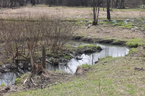 Early spring landscape with a small wild river, bare trees, reflections in .. Stock Photos