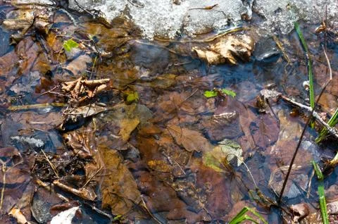 Early spring landscape of the snow in the forest. Melt water in a spring stre Stock Photos