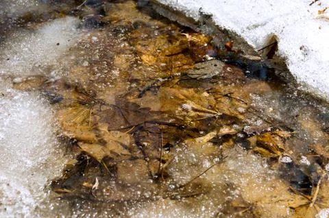 Early spring landscape of the snow in the forest. Melt water in a spring stre Stock Photos