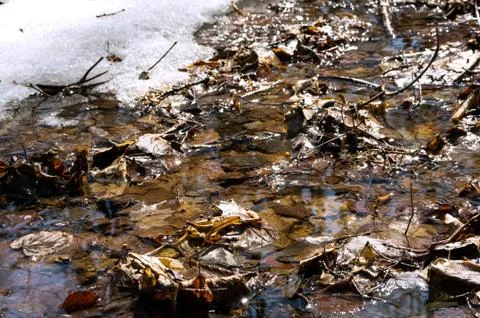 Early spring landscape of the snow in the forest. Melt water in a spring stre Stock Photos