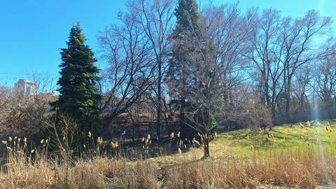 Early spring landscape with trees and blue sky day. Stock Photos