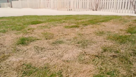 Early spring lawn covered with dry grass and melting snow near a white fence Stock-Footage 342812318