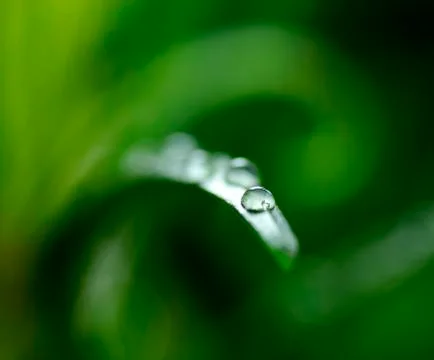 Early spring leaf with dew drops of water on it Stock Photos